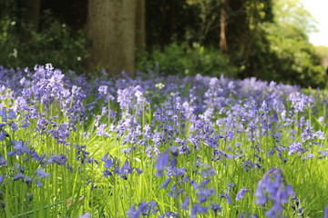 Obraz premium Bluebell wood in shallow depth of field.