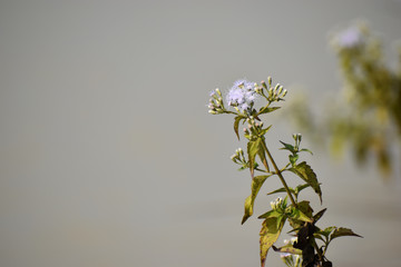 a small white flower near a pond