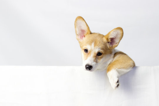 Corgi dog in studio on the white background. The plase for your text