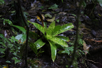 Bromeliads Plant, Monteverde Forest, Costa Rica