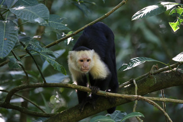 White Faced Capuchin, Guanacaste, Costa Rica