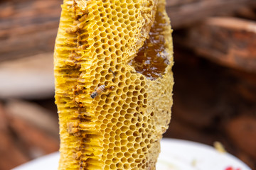 honey bee nest,honeycomb with honey 