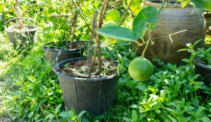 the lime tree in a black pot