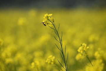 Obraz premium honey bee sting on a mustard flower with a beautiful background