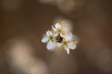 Frühlingsblüte mit unscharfen Hintergrund 