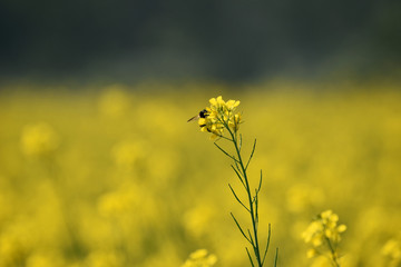 Obraz premium a honey bee sitting on a mustard flower in a mustard field