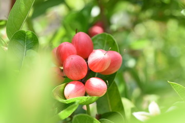 Fresh pink fruit on the tree with green leaves in the background Call 