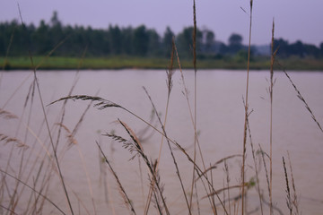 rice plant grown just beside a pond
