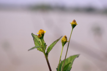 aquatic small flower commonly found in India