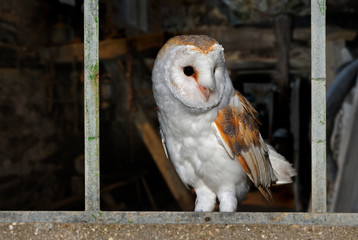 Barn owl (Tyto alba) perched on windowsil looking through window of shed at dusk, ready to go hunting