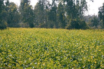 a beautiful mustard field just beside a forest