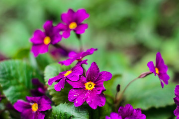 Fototapeta na wymiar Blooming purple spring primrose flowers