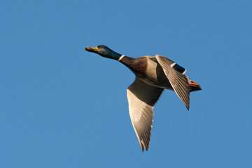 Close up of a mallard male duck under a clear blue sky in early morning light