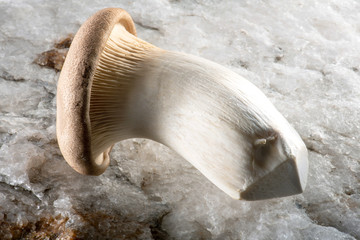 braune Kräuter Seitlinge aus Zuchtanbau mit feinfilzigem Hut auf weißem Stein liegend