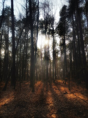 mroczny poranek w lesie