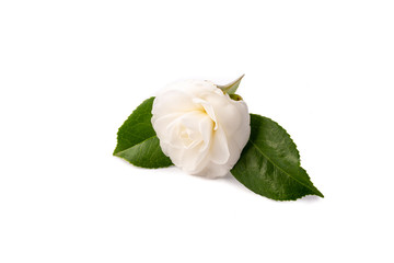 Camelia sobre fondo blanco