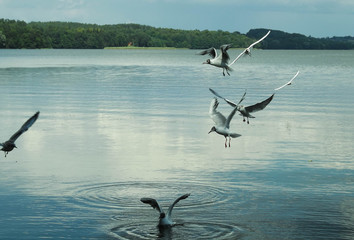ptaki nad jeziorem