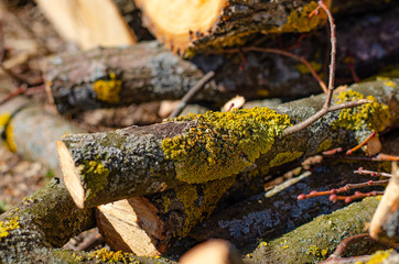 Sawn logs of trees and tree bark. Big pile of firewood. Many parts of sawn tree trunk. Deforestation, forest clearing, in the backyard and forest. Ecological problem. Global warming.