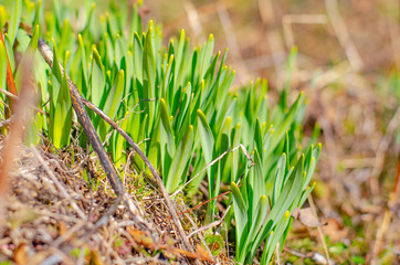 The first spring sprouts and flowers break through the dry grass. blooming.