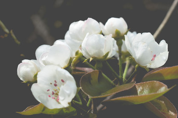 Naklejka na ściany i meble Delicate white flowers on a branch of a pear tree
