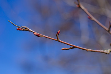Buds are blooming on the branches of trees against the blue sky bloom in springtime.  Easter concept, natural background
