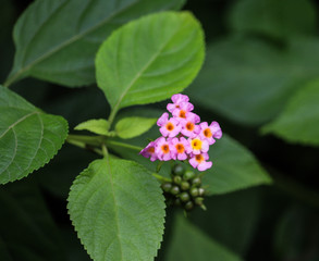 Flower resembling a butterfly