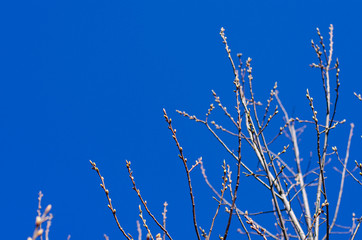The buds on the branches of trees against the blue sky bloom in springtime.  Easter concept, natural background