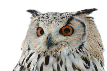 Eurasian eagle-owl