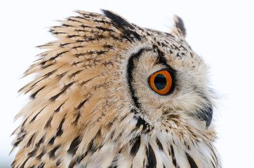 Eurasian eagle-owl