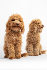 Cute couple of hairy poodles in studio