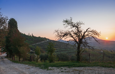 An old olive tree on the hillside. Sunrise. Italy. Soft focus, blurry background, deep shadows.