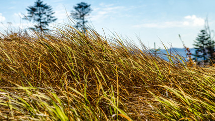 trawy w górach, Beskid Śląski © Franciszek