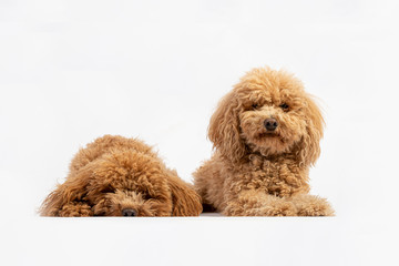 Cute couple of hairy poodles in studio
