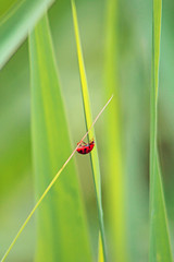 Ladybug crawls up on green grass. They inhabit almost the entire globe, with the exception of Antarctica and permafrost zones.