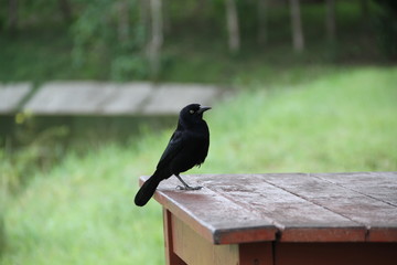 black crow on table wood park, nature