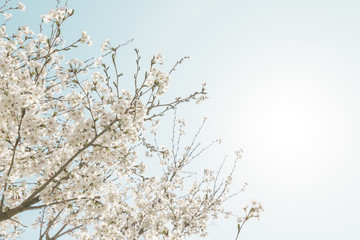 Pink cherry blossoms and blue sky