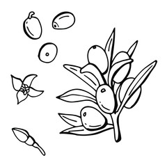 Sea buckthorn. Berries on a branch, leaves, bud, flower. Line art. Stock Illustration. White background, isolate.