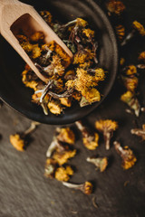 dry dried flower bud heads Tussilago farfara coltsfoot close up of styled studio shot alternative remedy medical tea ingredience 