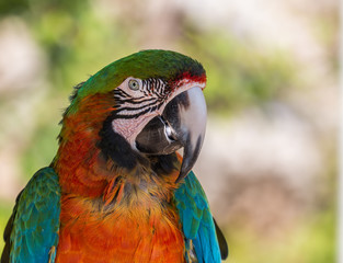 Pappagallo