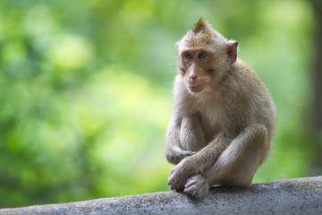 Monkey Monkey sitting lonely.