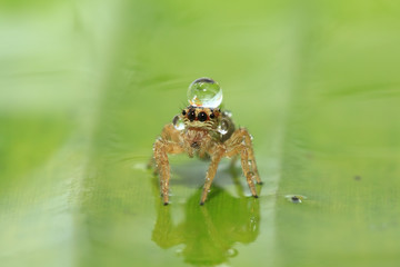 Jumping Spider