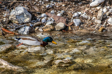 Mallard duck in the river, close up