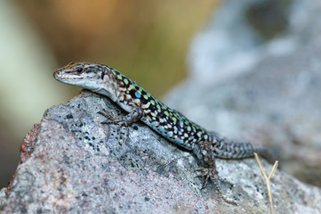 Naklejka na ściany i meble Lizard (Podarcis siculus)