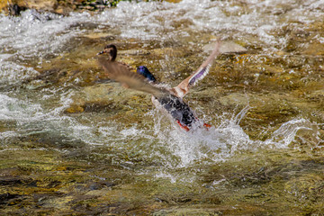 Mallard duck flying over stream