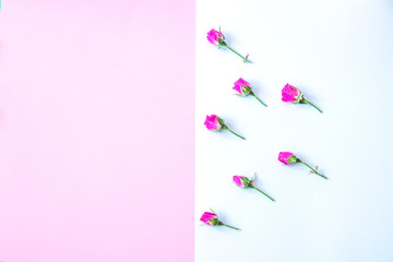 Flowers on a colored background