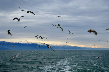 Different types of seagulls in the sky. Birds fly behind a fishing boat. Animals catch small fish. Black Sea. Spring, day, overcast.
