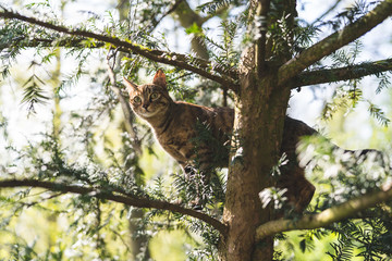 Katze im Baum
