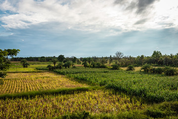 Fototapeta na wymiar green countryside farming fields