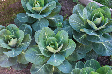 Obraz premium fresh cabbage plants on the garden before the harvest