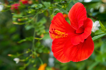 Hawaiian hibiscus - The native plants in the genus Hibiscus in Hawaii are thought to have derived from four independent colonization events for the five endemic species 
